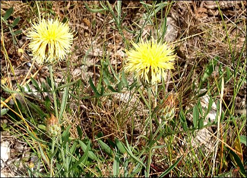 Centaurea collina 6