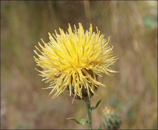 Centaurea collina 7