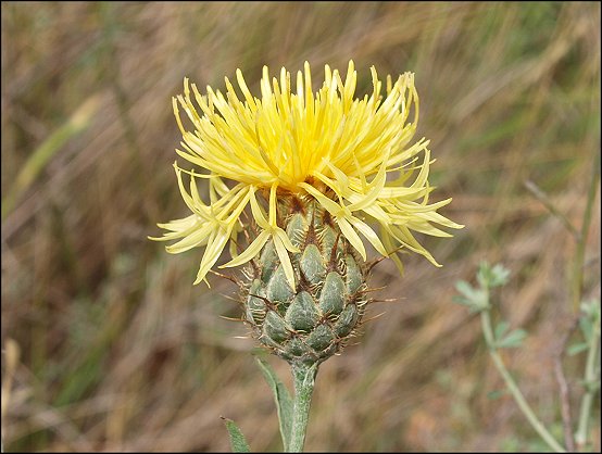 Centaurea collina 9