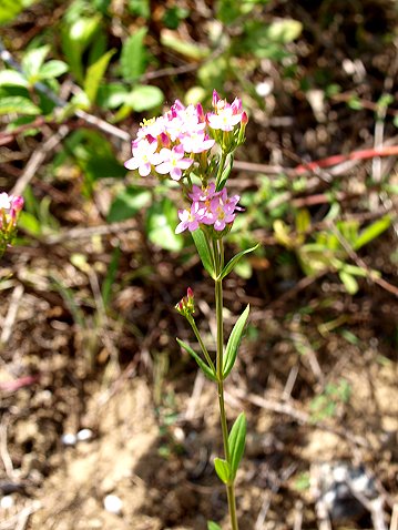 Centaurium erythraea 10