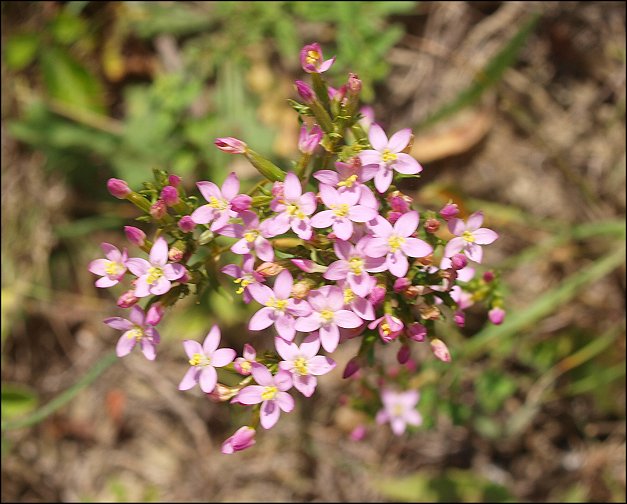 Centaurium erythraea 11