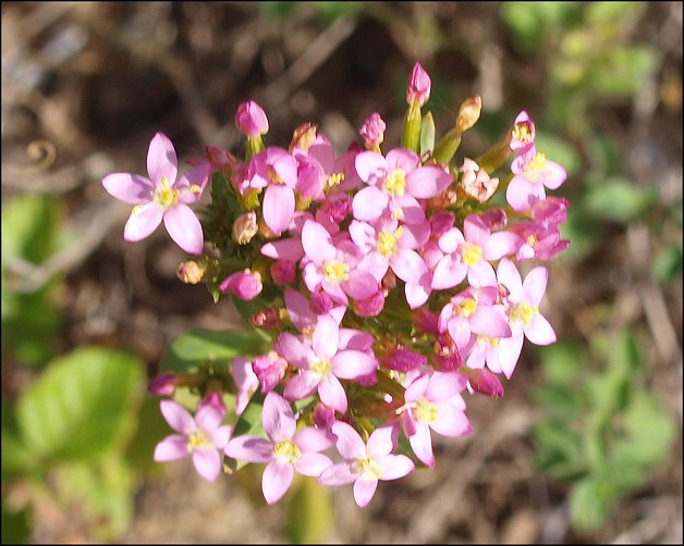 Centaurium erythraea 12