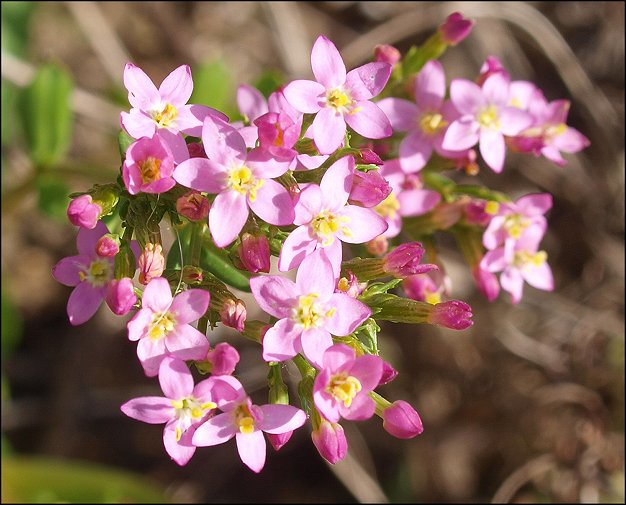 Centaurium erythraea 13