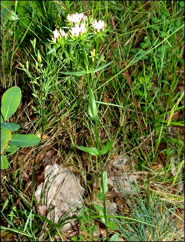 Centaurium erythraea 2