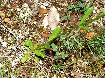 Centaurium erythraea 4