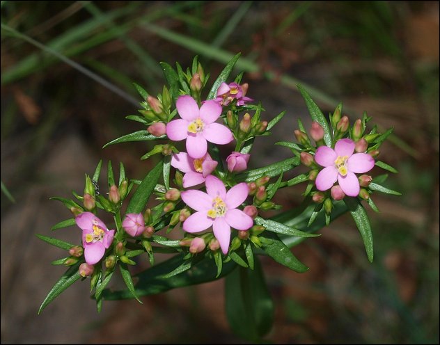 Centaurium erythraea 6