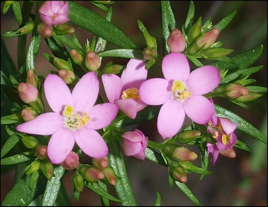 Centaurium erythraea 7