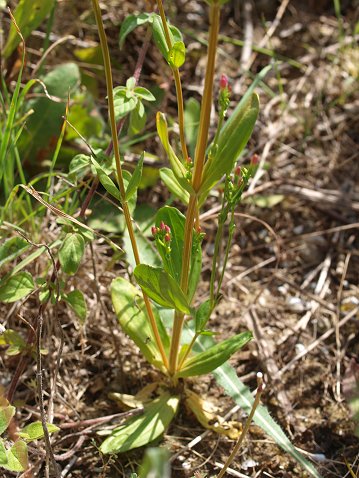 Centaurium erythraea 8