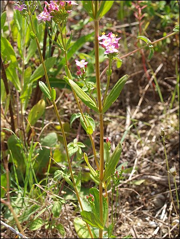 Centaurium eythraea 9