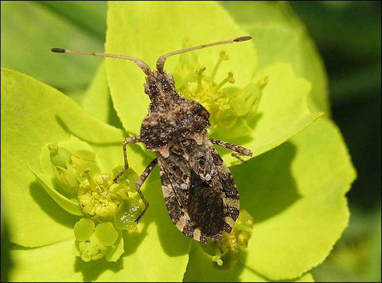 CEntrocoris spiniger 1