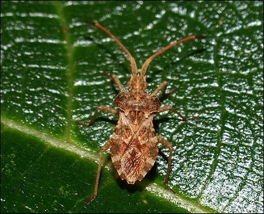 Centrocoris spiniger 3
