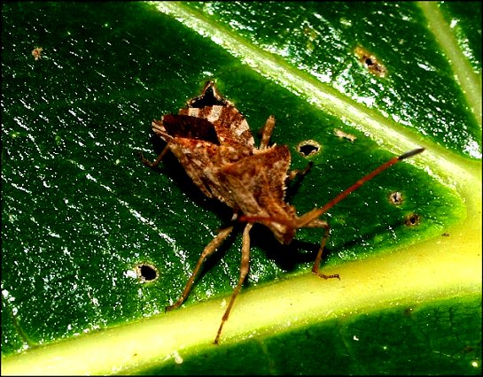 Centrocoris spiniger 4