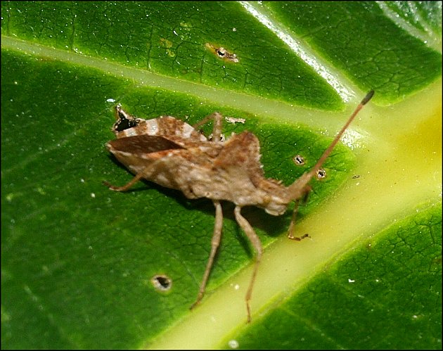 Centrocoris spiniger 5