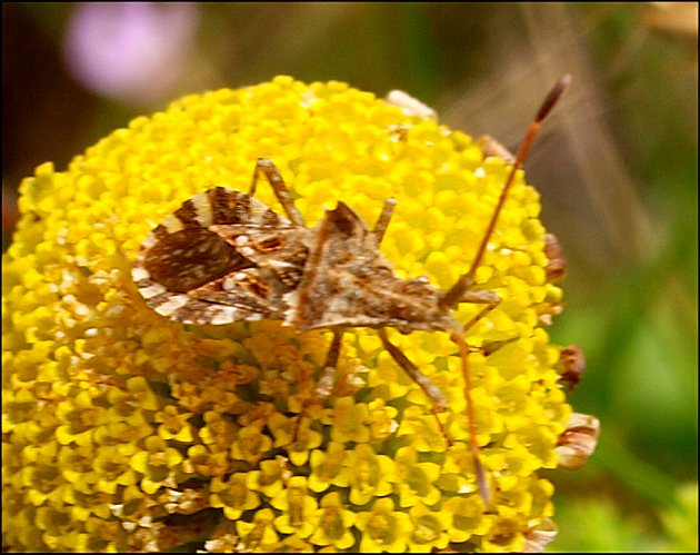 Centrocoris spiniger 7