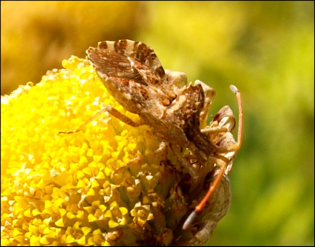 Centrocoris spiniger 8