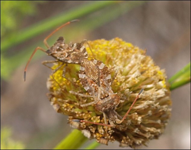 Centrocoris spiniger 9