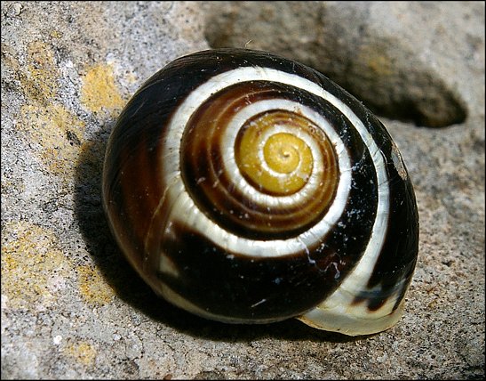 Cepaea hortensis 1