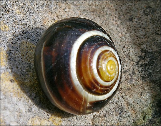 Cepaea hortensis 2