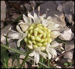 Cephalaire