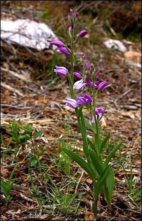Cephalanthera rubra 1