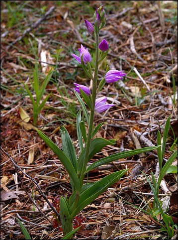 Cephalanthera rubra 2