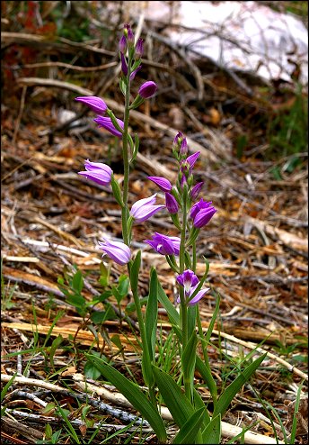 Cephalanthera rubra 3