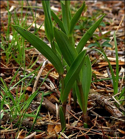 Cephalanthera rubra 4