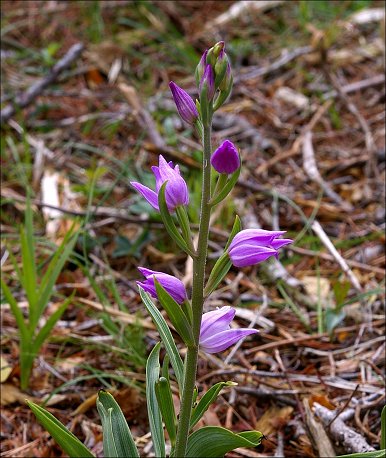 Cephalanthera rubra 5