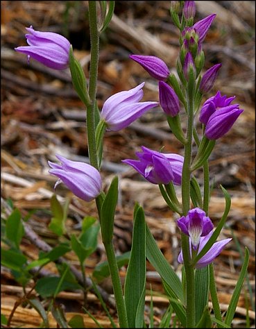 Cephalanthera rubra