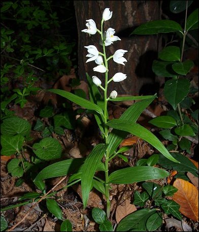 Cephalanthera longifolia 1