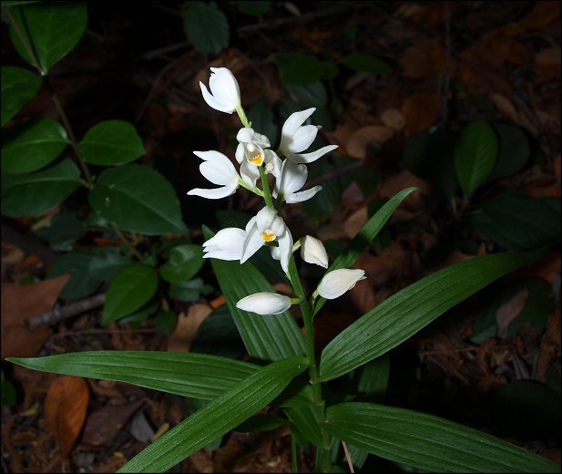 Cephalanthera longifolia 4