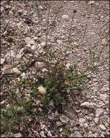Cephalaria leucantha 2
