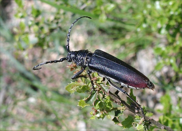 Cerambyx cerdo 1