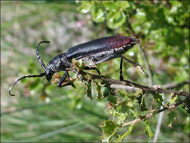 Cerambyx cerdo 2