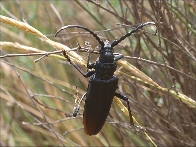 Cerambyx cerdo 3