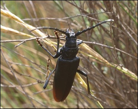 Cerambyx cerdo 4