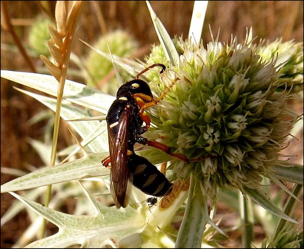 Cerceris quinquefasciata 1