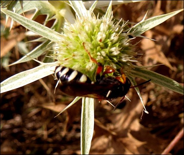 Cerceris quinquefasciata 2