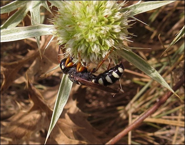 Cerceris quinquefasciata 3
