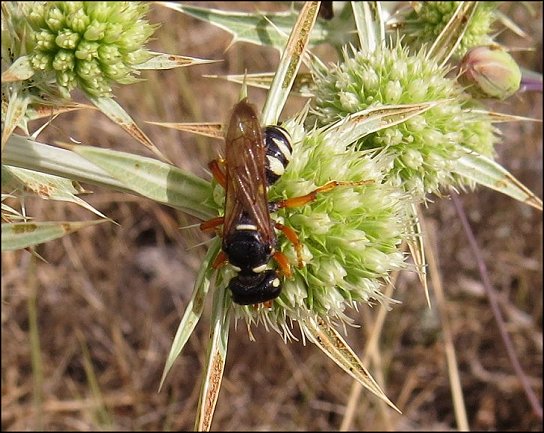 Cerceris quinquefasciata 5