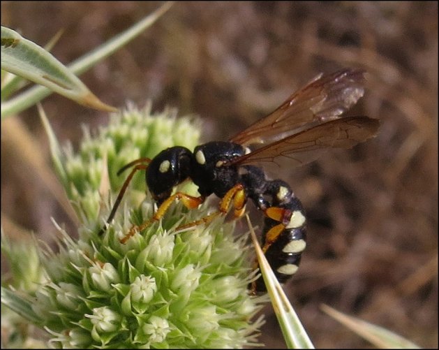 Cerceris quinquefasciata 6
