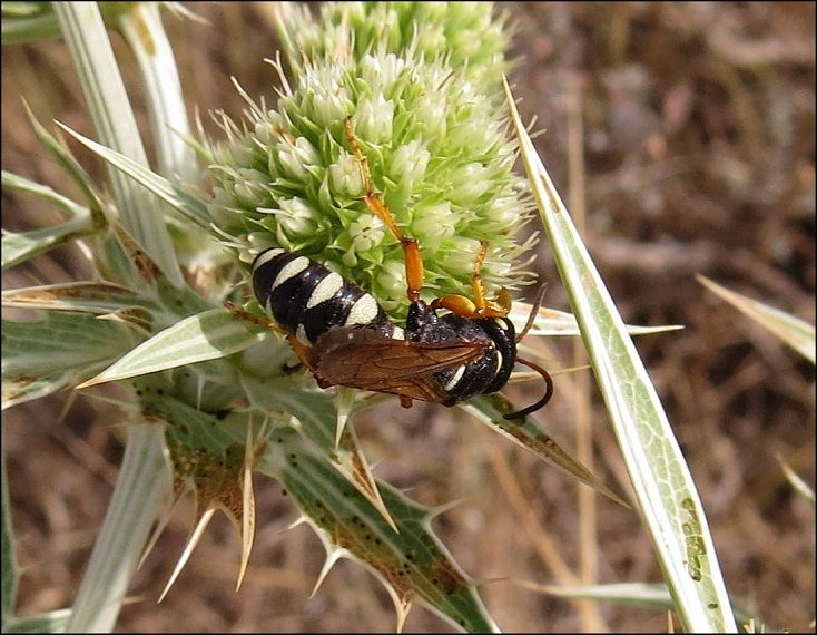 Cerceris quinquefasciata 7