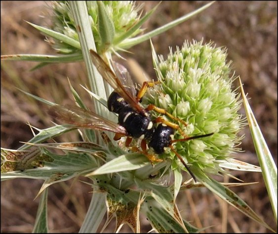 Cerceris quinquefasciata 8