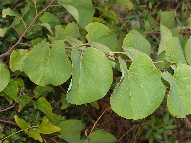 Cercis siliquastrum 1