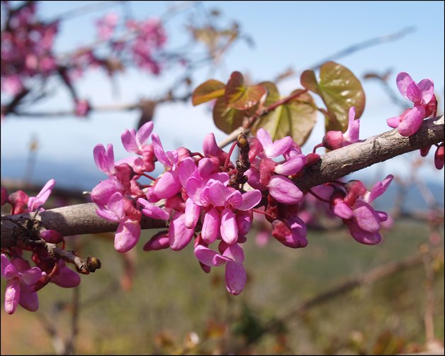 Cercis siliquastrum 10