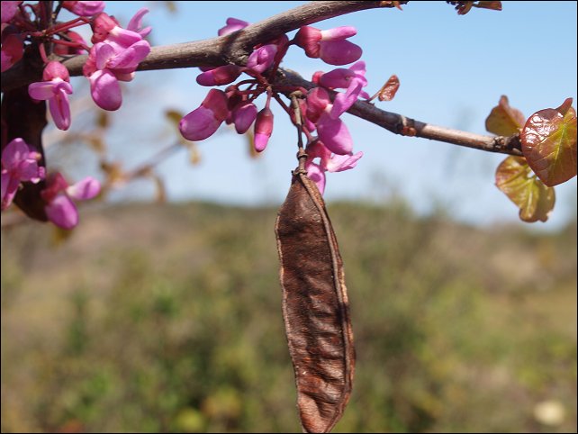 Cercis siliquastrum 11