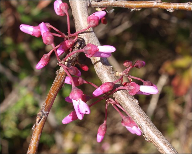 Cercis siliquastrum 12