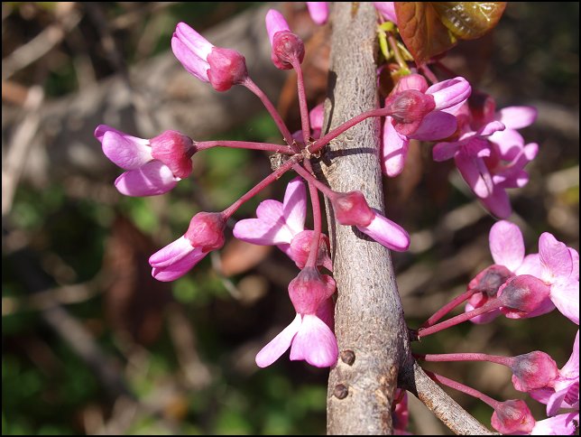 Cercis siliquastrum 13