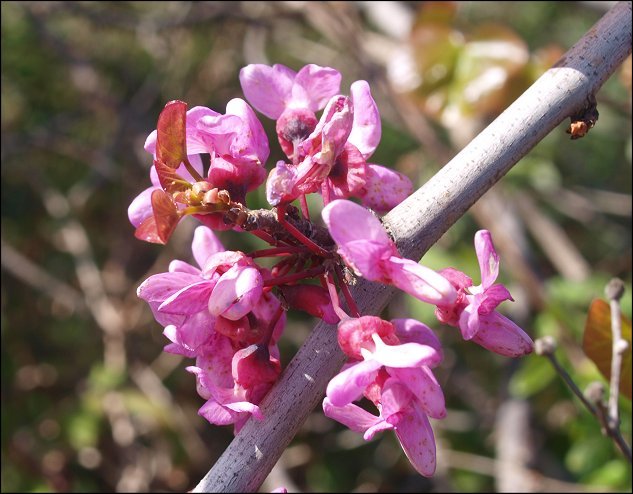 Cercis siliquastrum 15