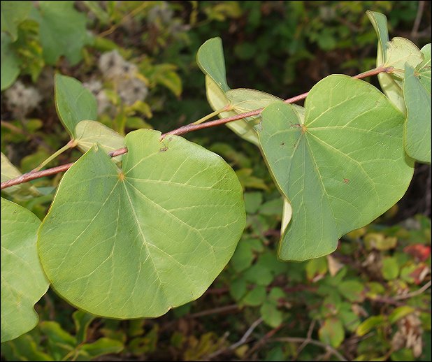 Cercis siliquastrum 2